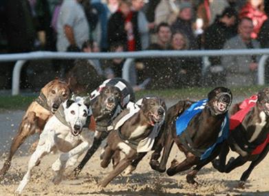 Dogs runing