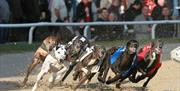 Dogs runing