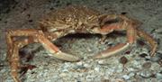 spider crab