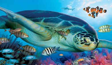 Brighton Sea Life Centre