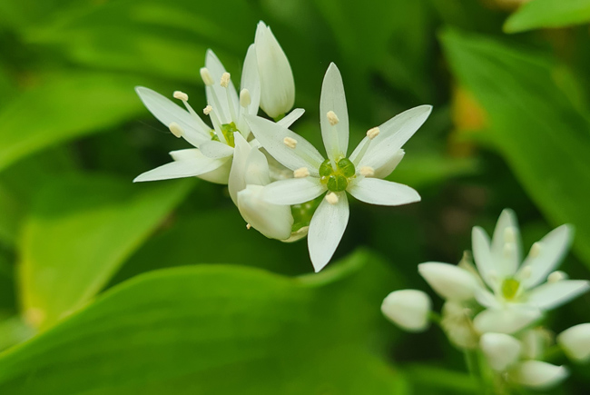 Close-up photo of Wild Garlic