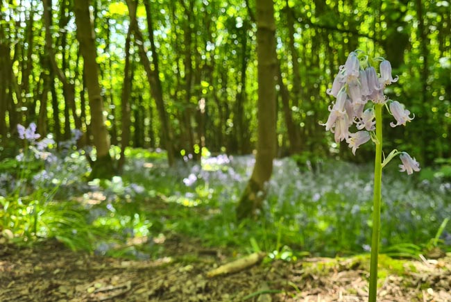 Stanmer Park, Brighton