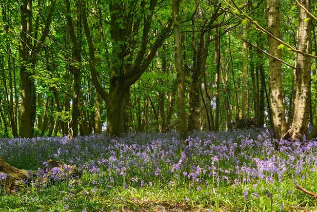 Stanmer Park, Brighton