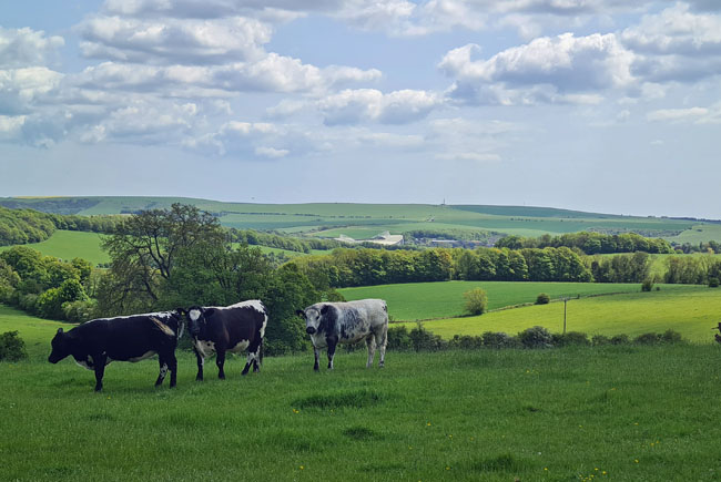 Stanmer Park, Brighton