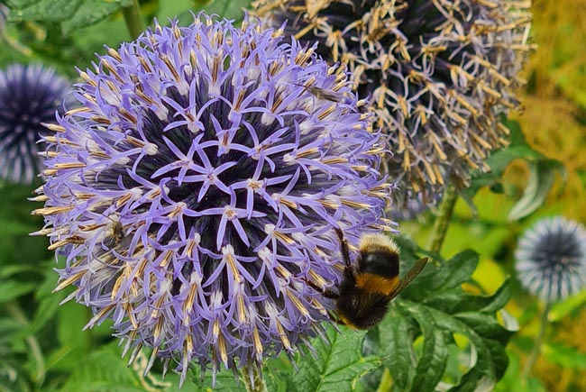 Photo of a bee on a flower