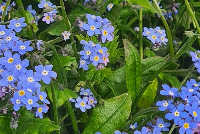 Close-up photo of Forget-me-nots