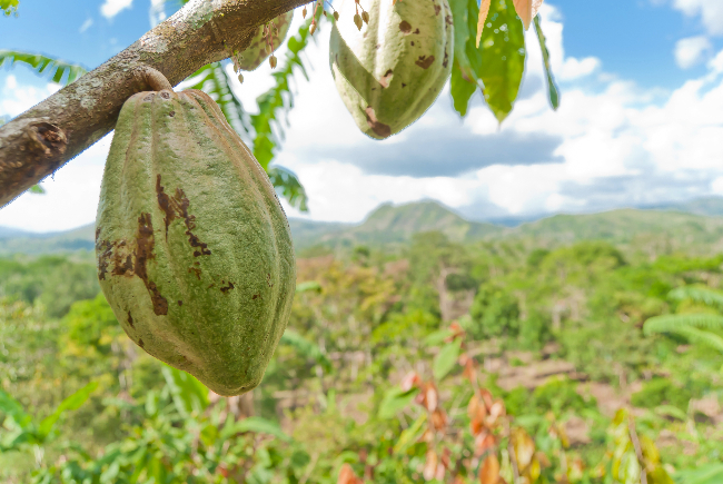 Cocoa bean on the tree.