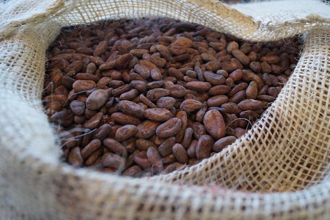 Cocoa beans in a hessian sack.