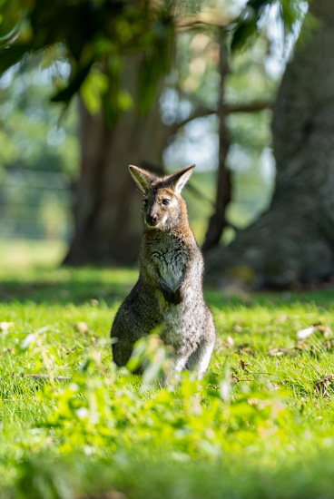 A wallaby at Leonardslee Gardens near Brighton