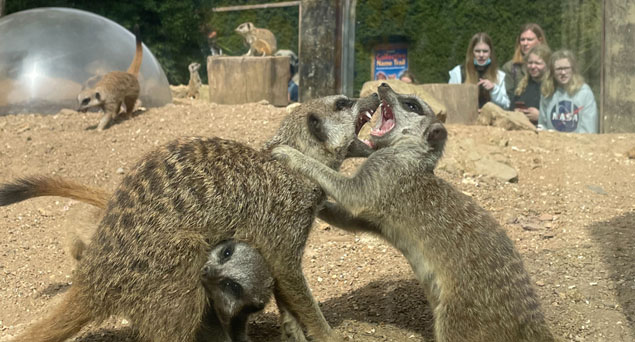 Meerkats at Drusillas near Brighton