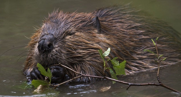 A beaver in water