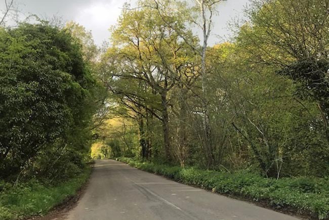 Road surrounded by trees en route to The Sloop Inn pub