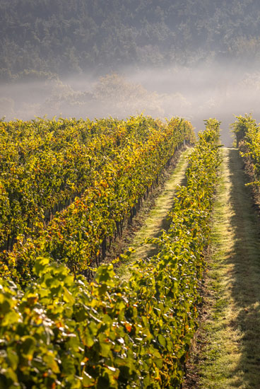 Vineyards at Leonardslee Wine Estate
