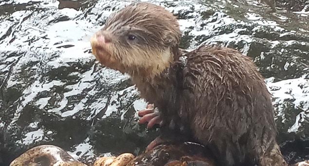 Baby otter at Drusillas near Brighton