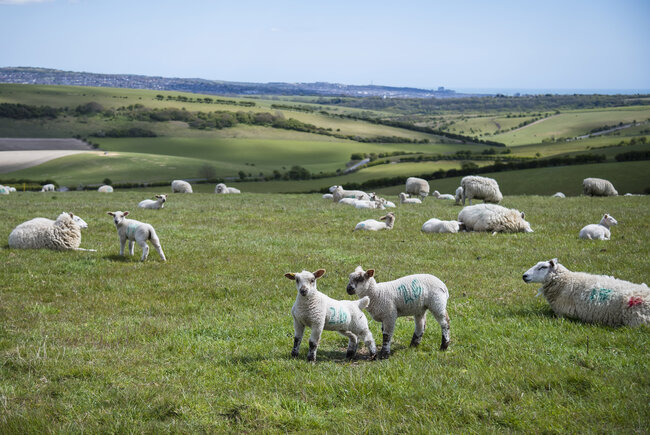 Sheep at Devil's Dyke, Brighton. Image courtesy of Vervate