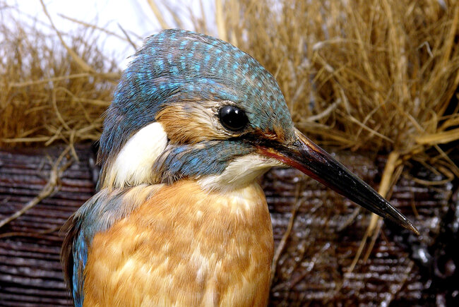 A kingfisher exhibit at Booth Museum of Natural History, Brighton