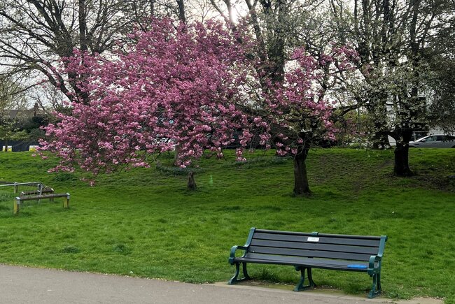 Image shows a tree in blossom with a bench in front of it at Hove Park.