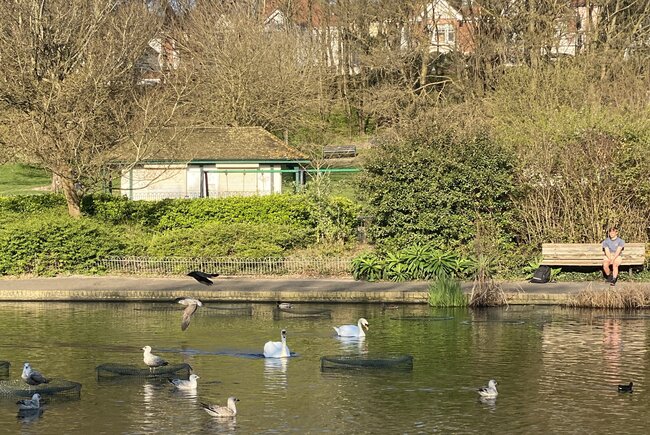 Image shows a view across a lake in Queens Park Brighton, there are birds swimming and trees in the background. 