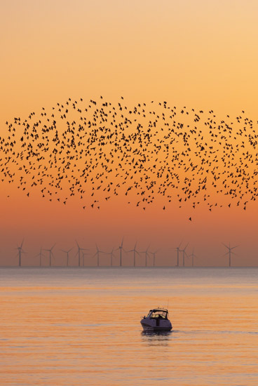 Rampion Wind Farm taken at sunset, Brighton
